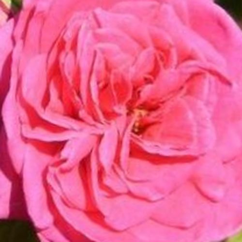Rosa Sidney Peabody™ - trandafir cu parfum discret - Trandafir copac cu trunchi înalt - cu flori tip trandafiri englezești - roz - De Ruiter Innovations BV. - coroană tufiș - ,-